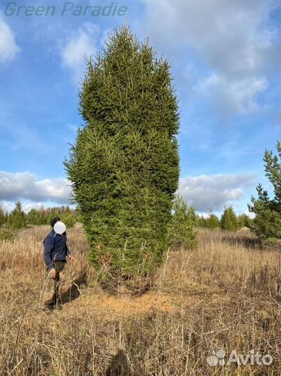 Ель обыкновенная
