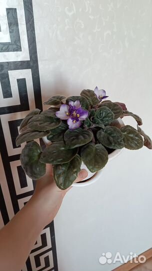 Комнатные растения цветы