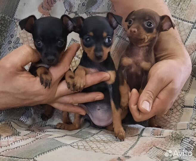 Мини той-терьер