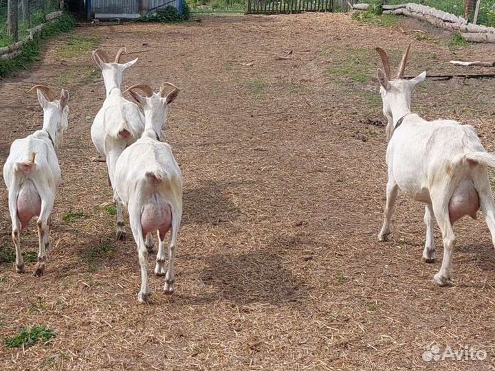 Козы, козлята