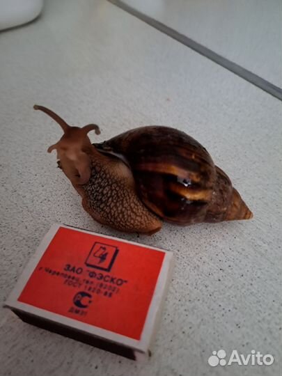 Улитка ахатина цена