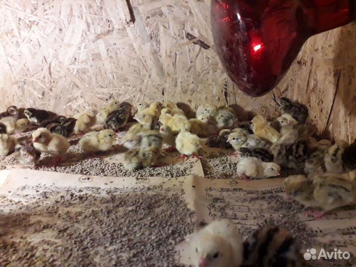 Яйца перепелиные