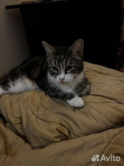 Коты и кошки в добрые руки