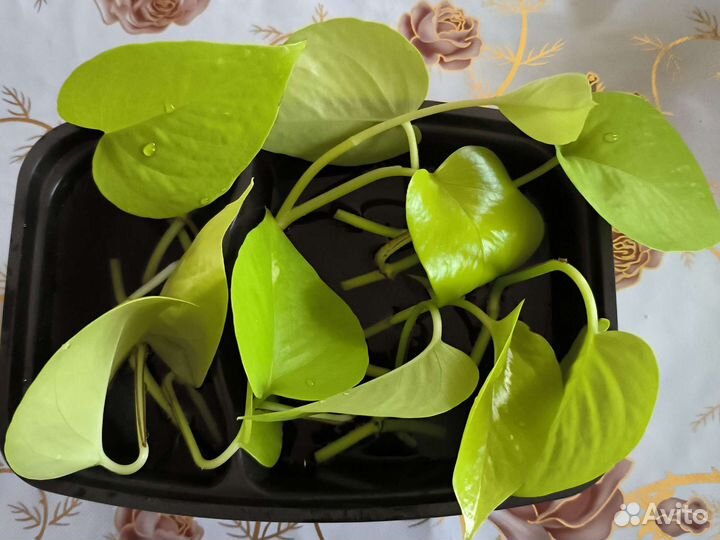 Сциндапсус пиктус Сильвер, неон, эпипремнум