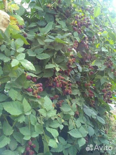 Ежевика садовая