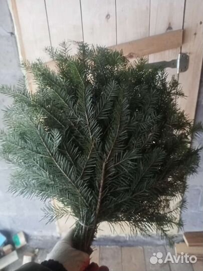 Веники для бани пихта