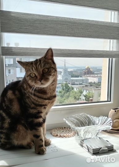 Кошка скоттиш-страйт