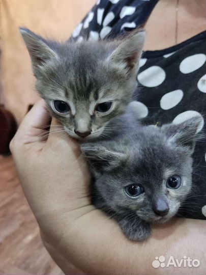 Котята