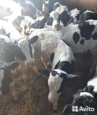 Телята бычки