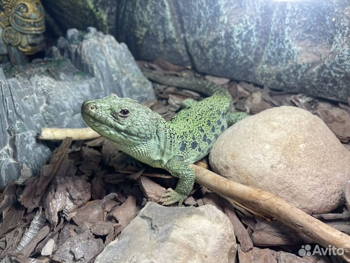 Жемчужная ящерица со всем необходимым