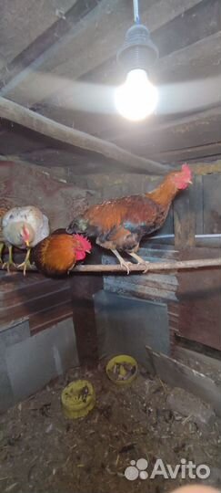 Молодые петухи