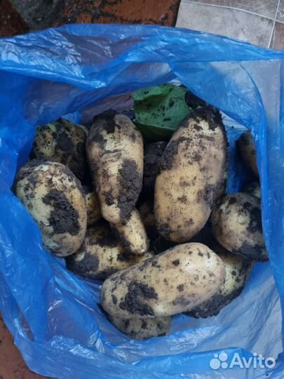 Продам картофель оптом