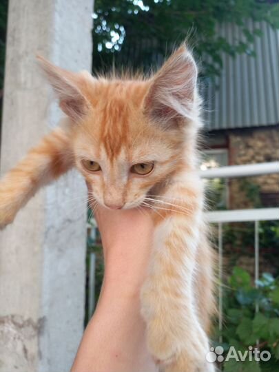 Рыжий котенок в добрые руки бесплатно