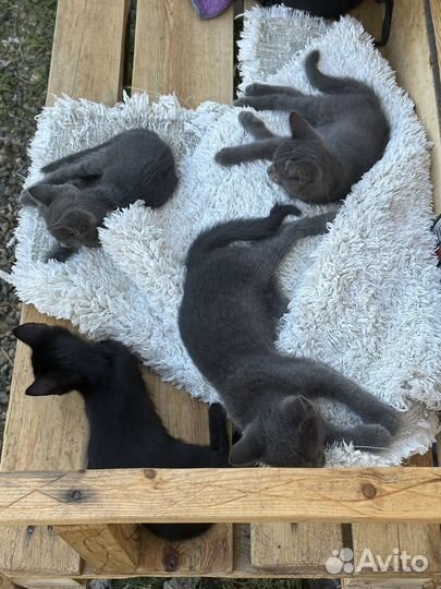 Ласковые котята