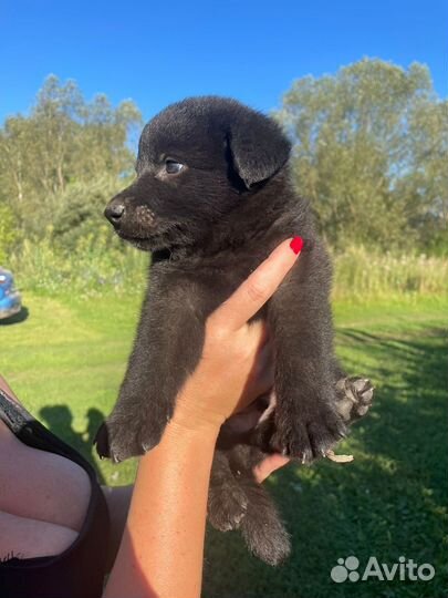 Отдам бесплатно щенки