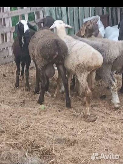 Бараны, Овцы