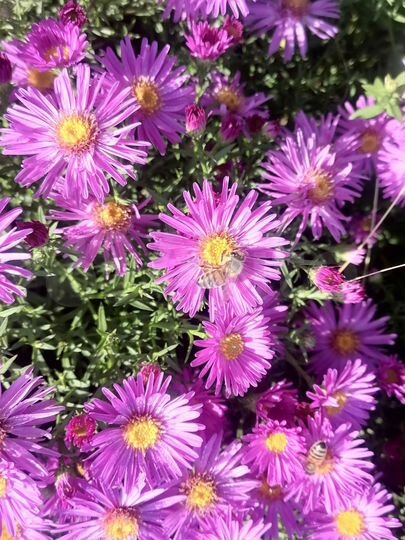 Участок 10 сот. (СНТ, ДНП)