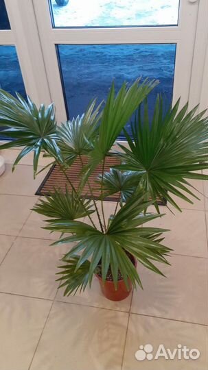 Комнатные растения цветы большие