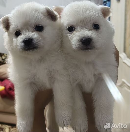 Предлагаются к брони щенки немецкого шпица