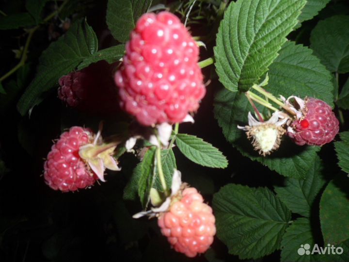 Саженцы малины красной, желтой, черной и розовой