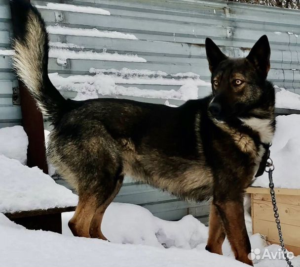 Собака кобель