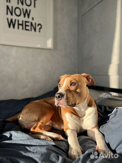 Американский стаффордширский терьер. для вязки