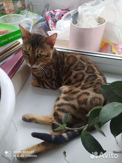 Бенгальский кот вязка