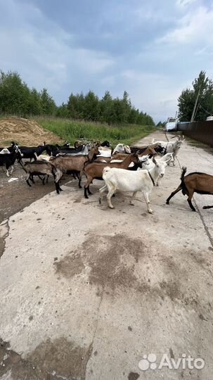 Нубийские козы