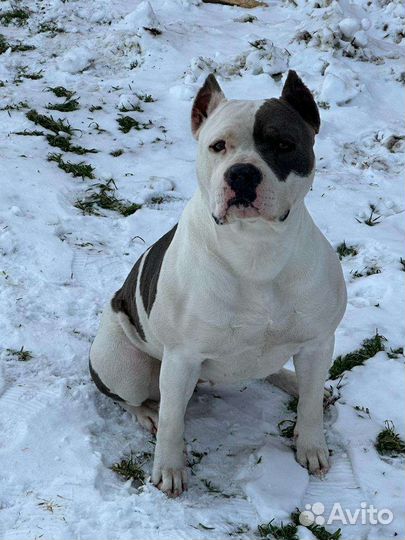 Щенок Амстаффа