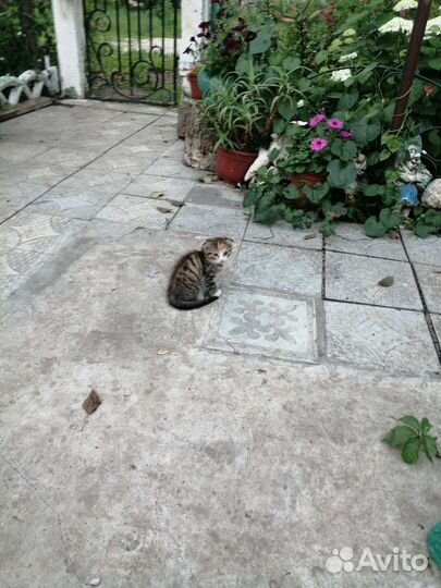 Кошечка в добрые руки