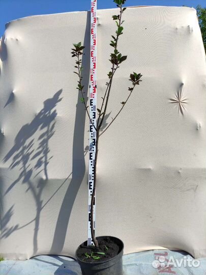 Черемуха шуберта