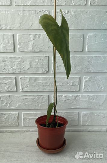 Антуриум красный большой (мужское счастье)