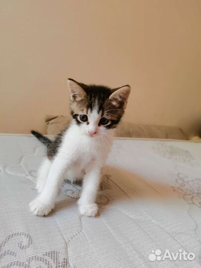 Кошка в дар бесплатно