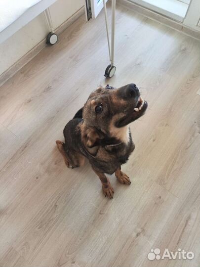 Щенок в добрые руки