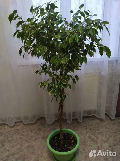Комнатные растения