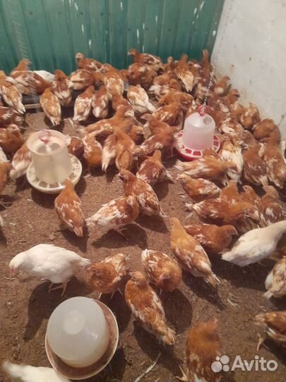 Цыплята несушки подрощенные