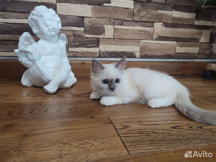 Священная бирма