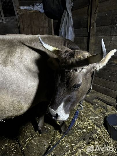 Корова дойная