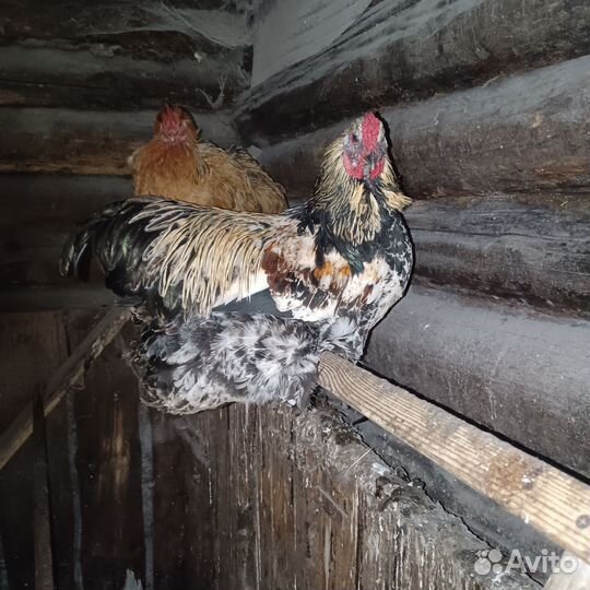 Продам молодых петушков