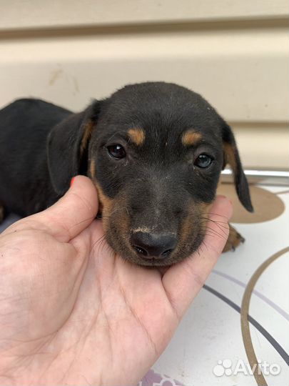 Метис той терьер