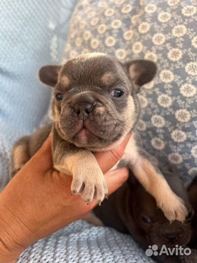 Французский бульдог мини и стандарт