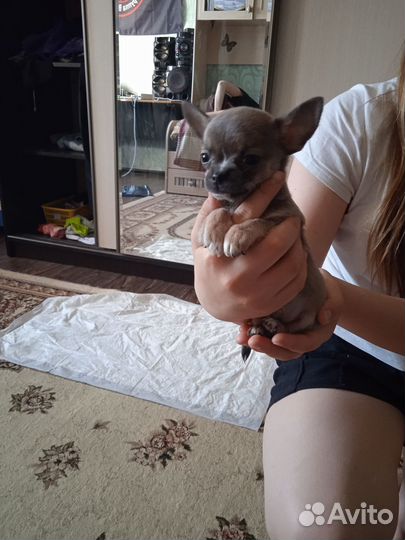 Щенки чихуахуа