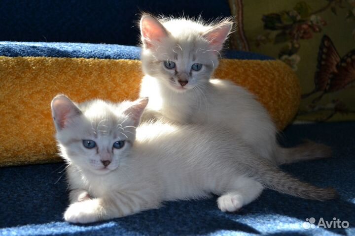 Котята 1,5 месяца
