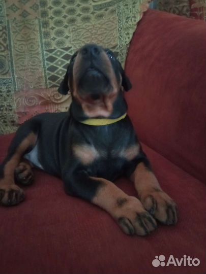 Щенки добермана