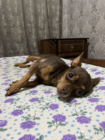 Мини той-терьер