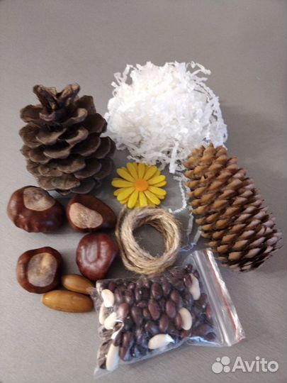 Деревянный спил, шишки, ракушки для поделок