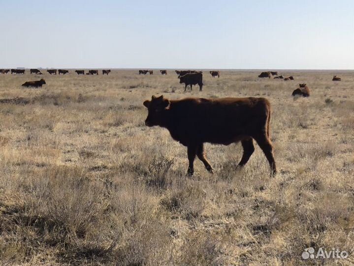 Бычки и телята