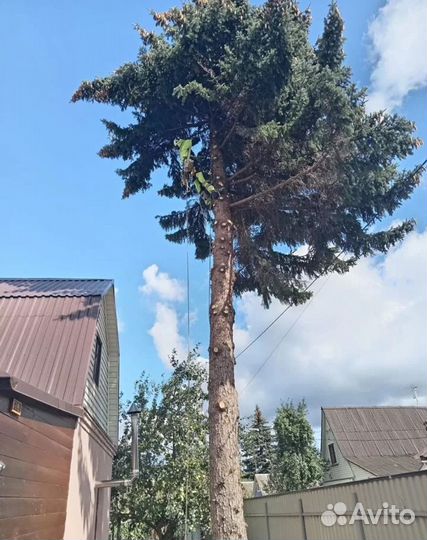 Спил деревьев/Выкорчёвка/Обрезка/Удаление