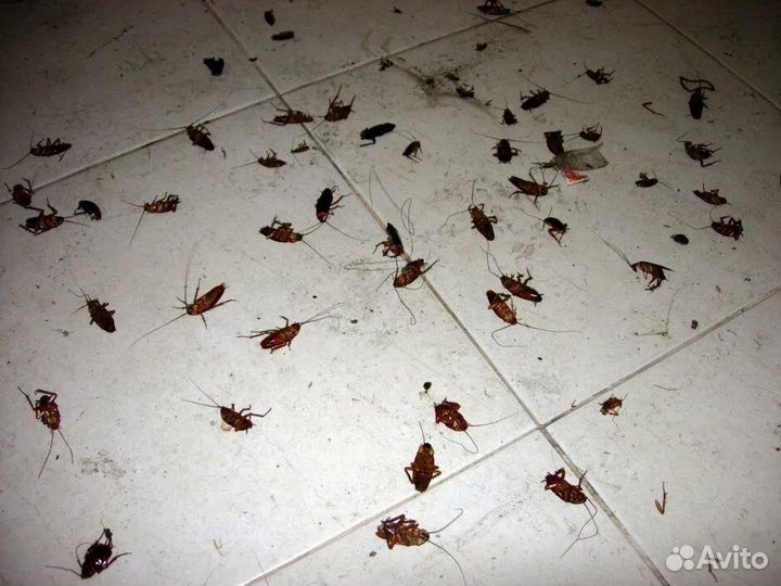 Уничтожение насекомых и грызунов