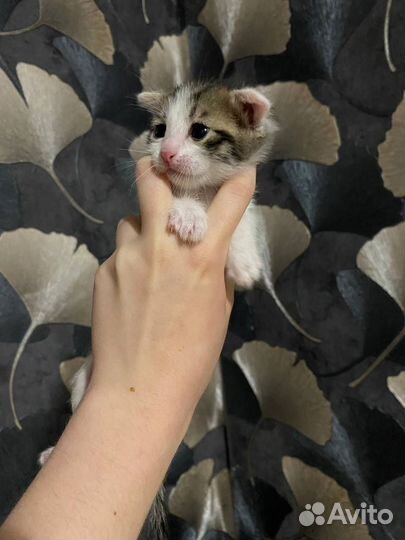 Вислоухие котята